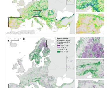 SELINA-supported research paper provides an assessment of the condition of forest ecosystems in Europe