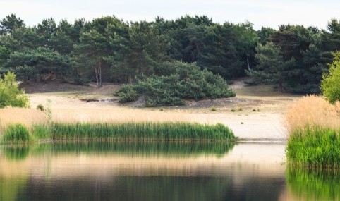 The Bosland Forest Project