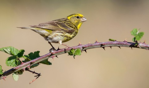 Spanish National Strategy for Green Infrastructure and Ecosystem Restoration