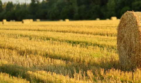 Supporting sustainable agricultural practices in the Comprehensive Plan of Lithuania