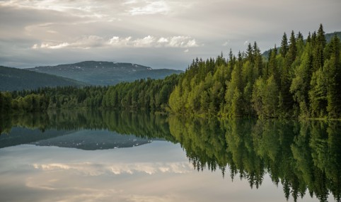 Nature risk screening tools in finance: a review of knowledge gaps in biodiversity metric