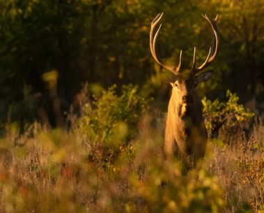 New SELINA publication explores the value of hunting ecosystem services
